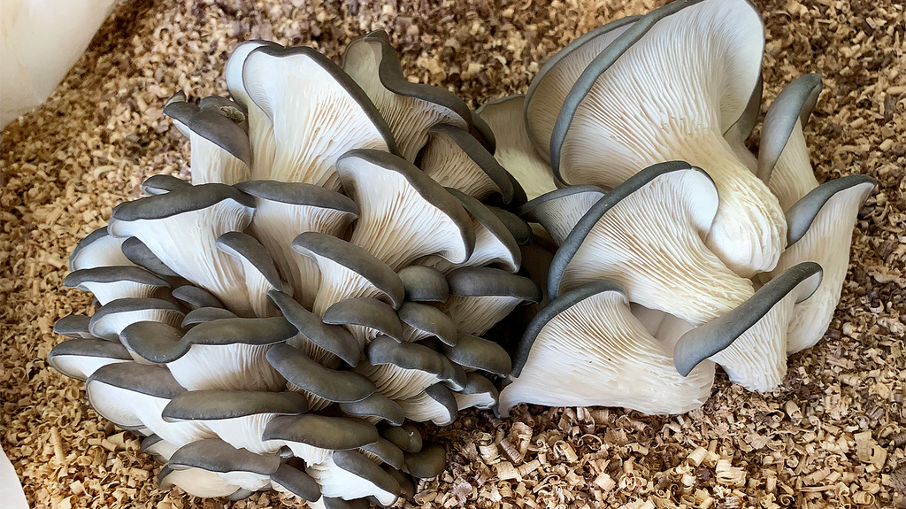 Wood-Loving Mushrooms!